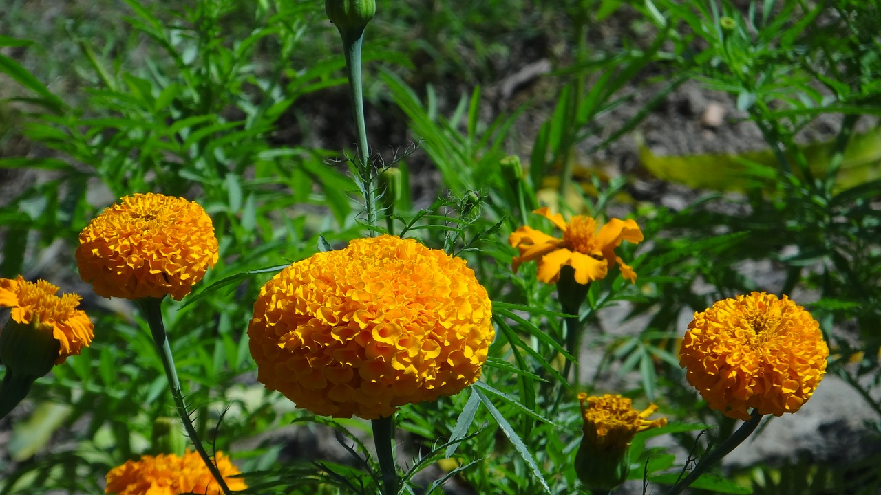 marigold flower yellow free photo