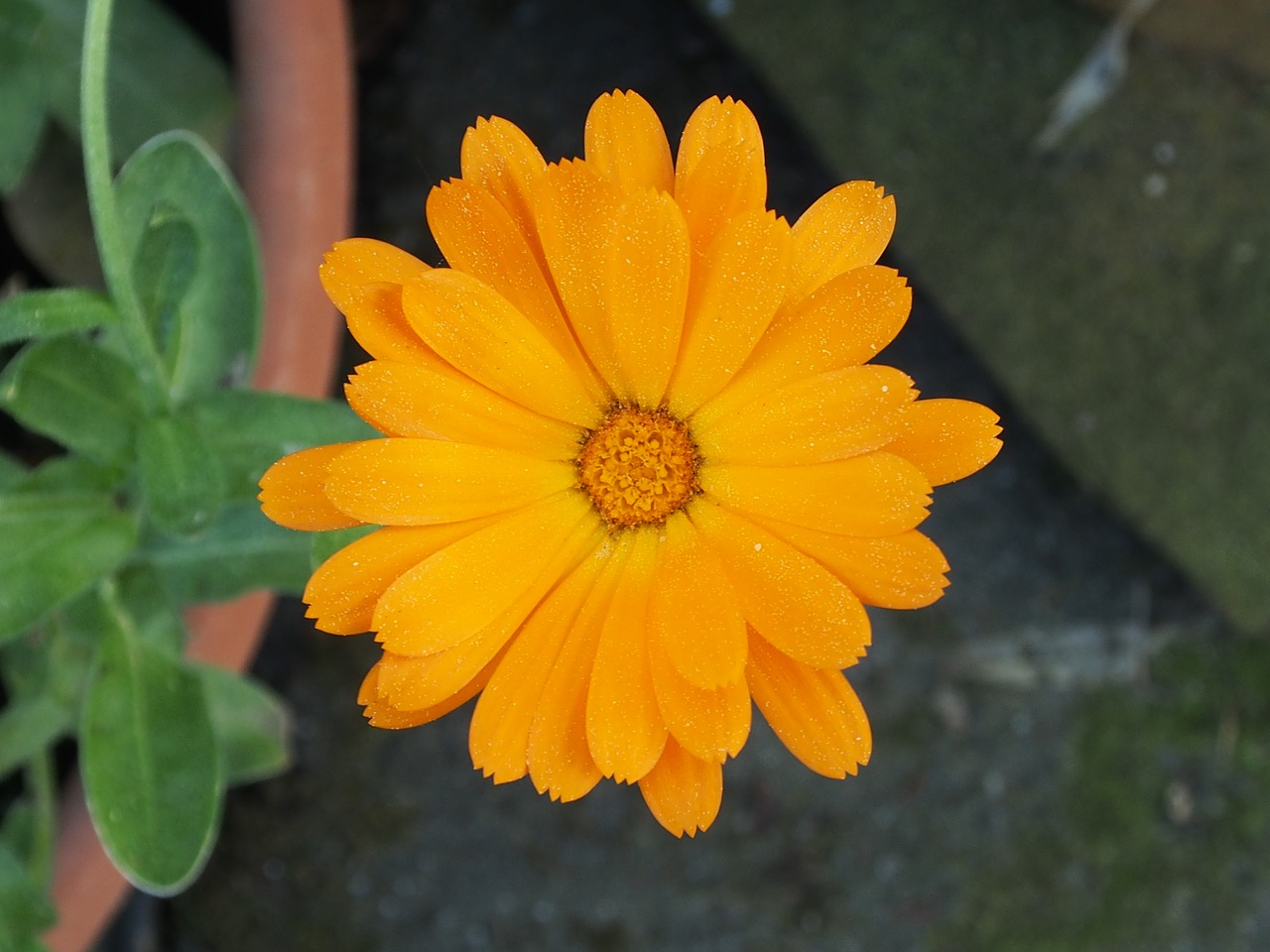 marigold  yellow flower  single flower free photo