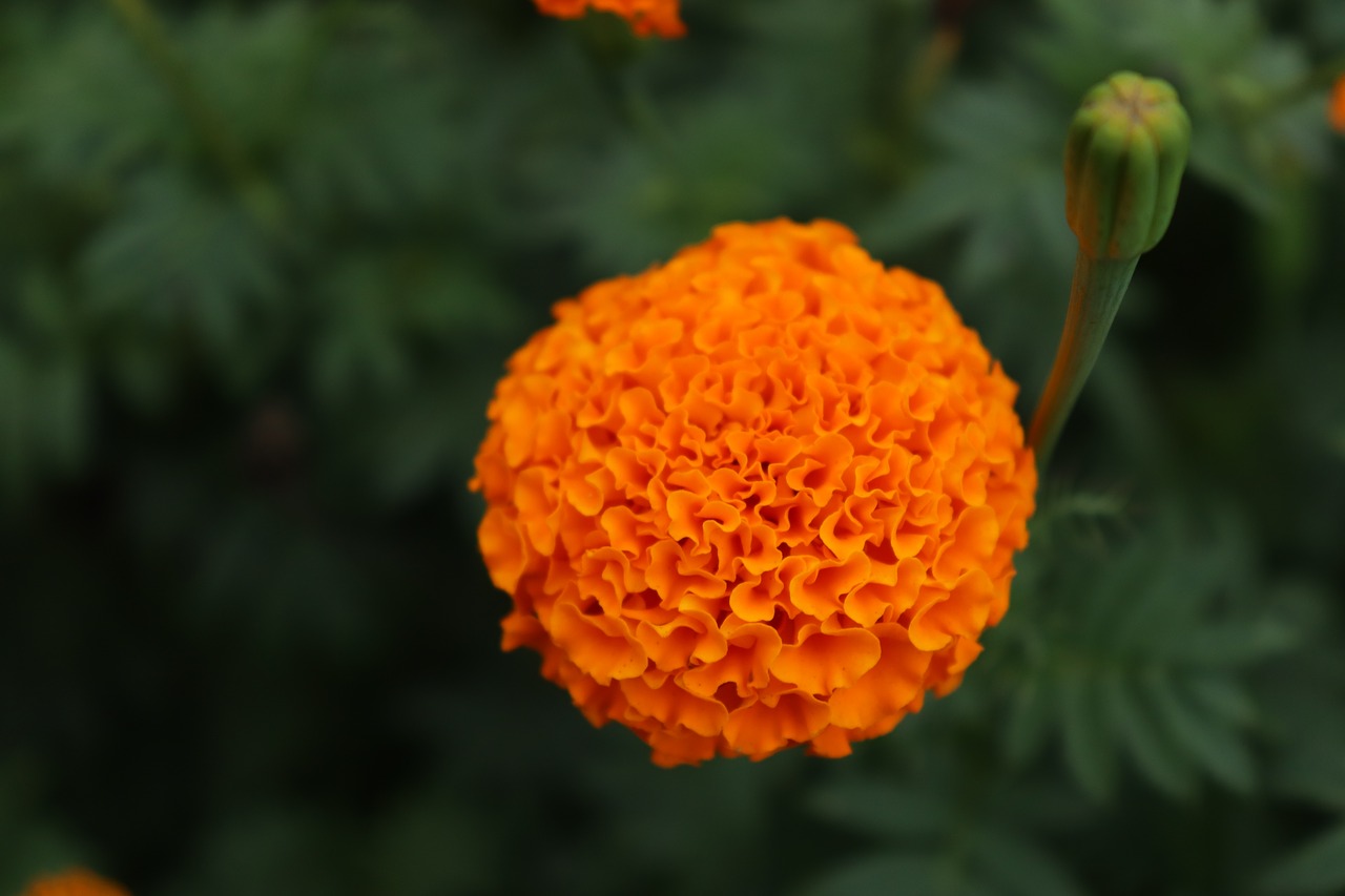 marigold  tagetes  flower free photo