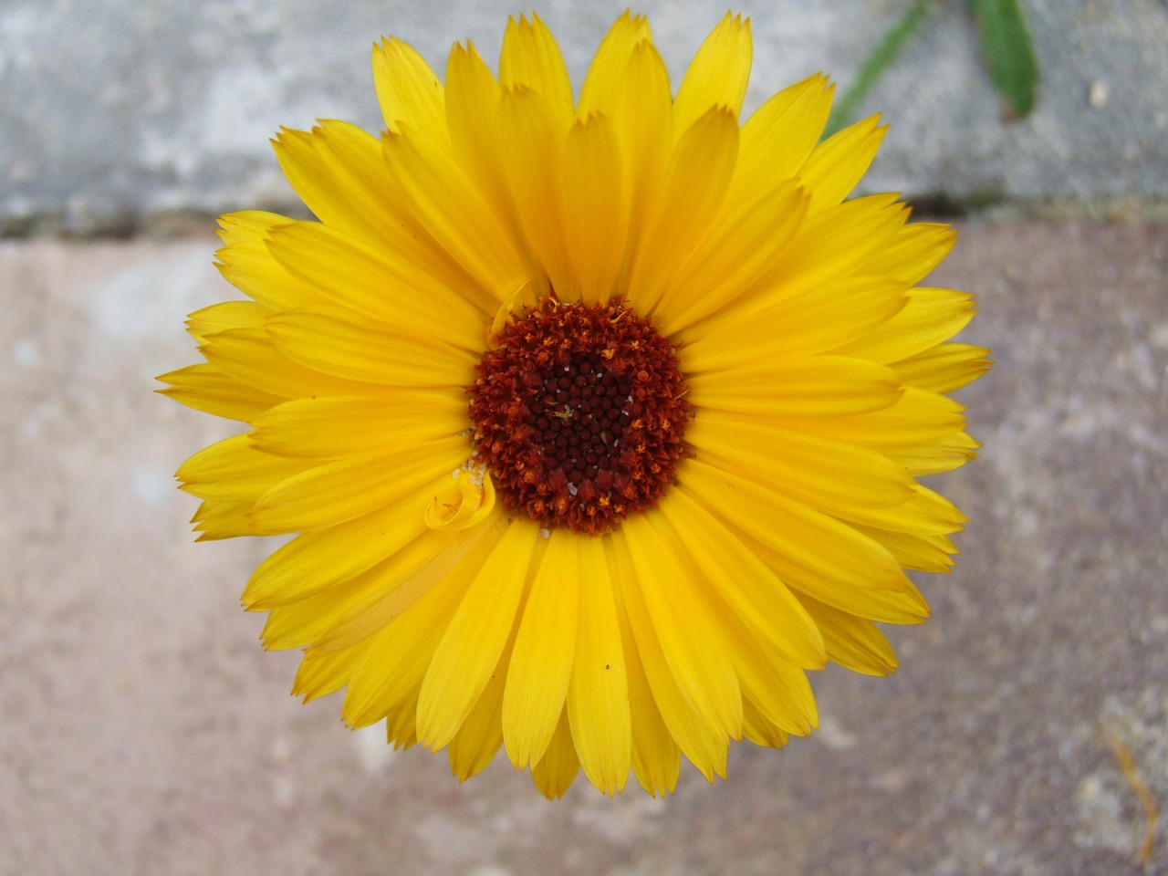 marigold flower plant free photo