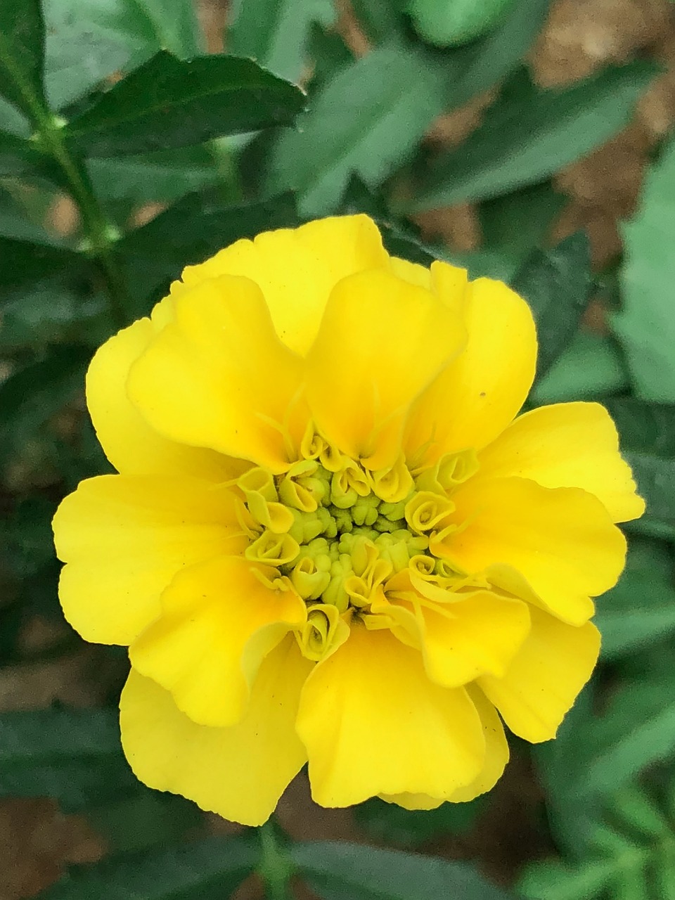 marigold  wild  plant free photo