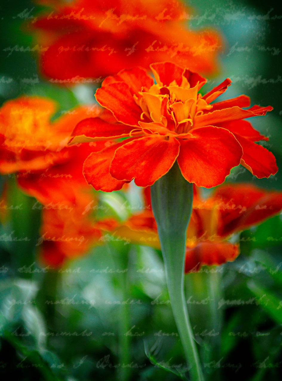 marigold  flower  plant free photo