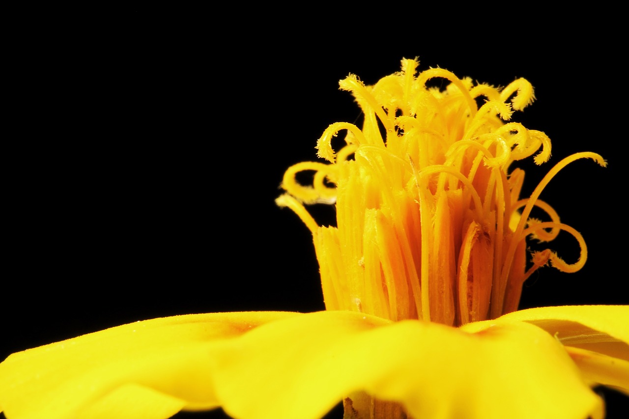 marigold  flower  yellow free photo