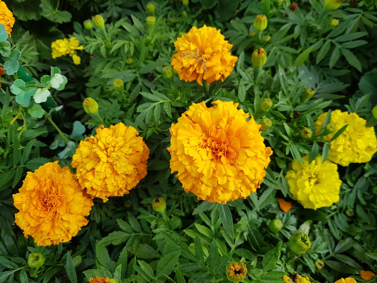 marigold  orange  flowers free photo