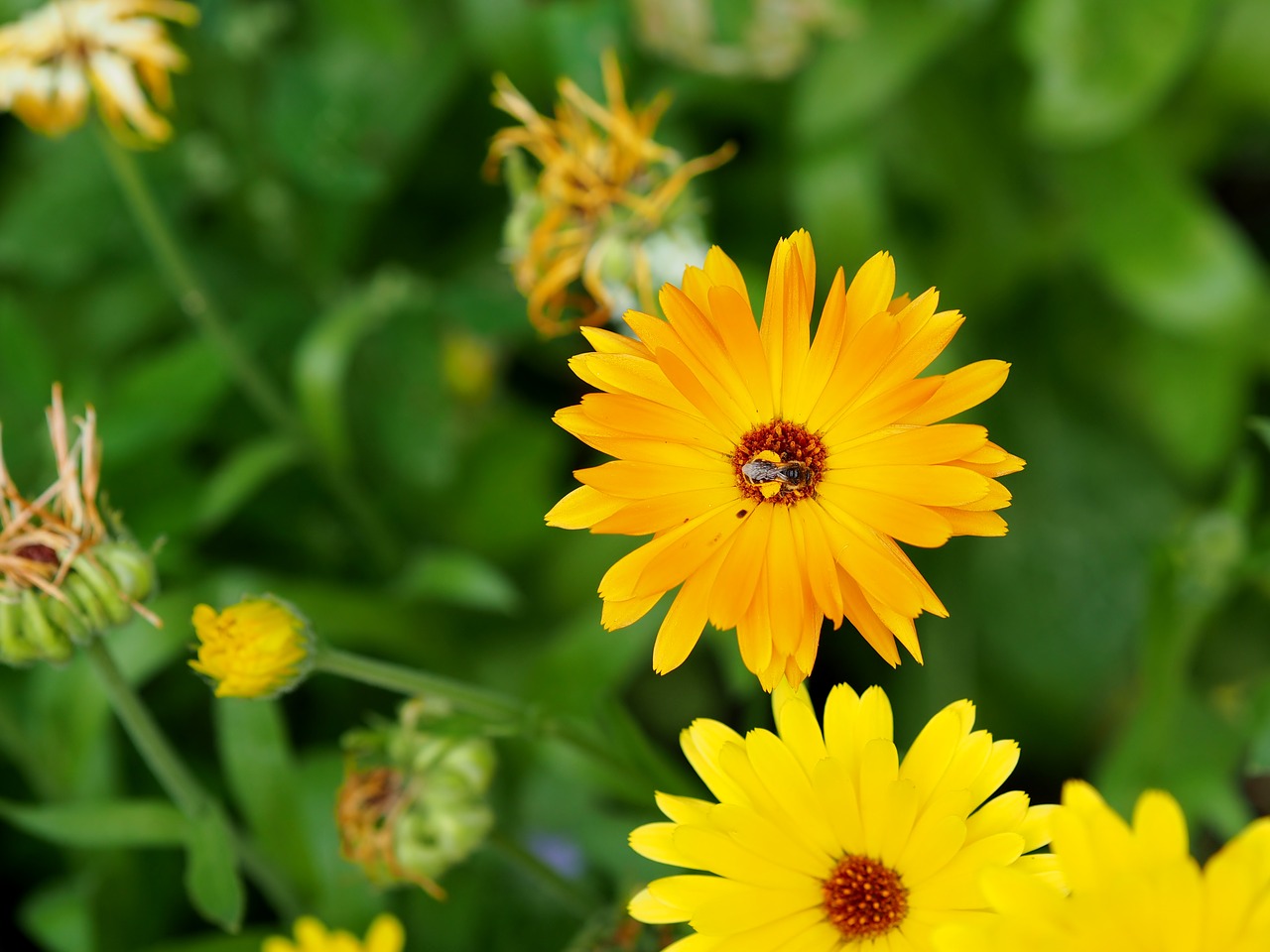 marigold  flower  garden free photo