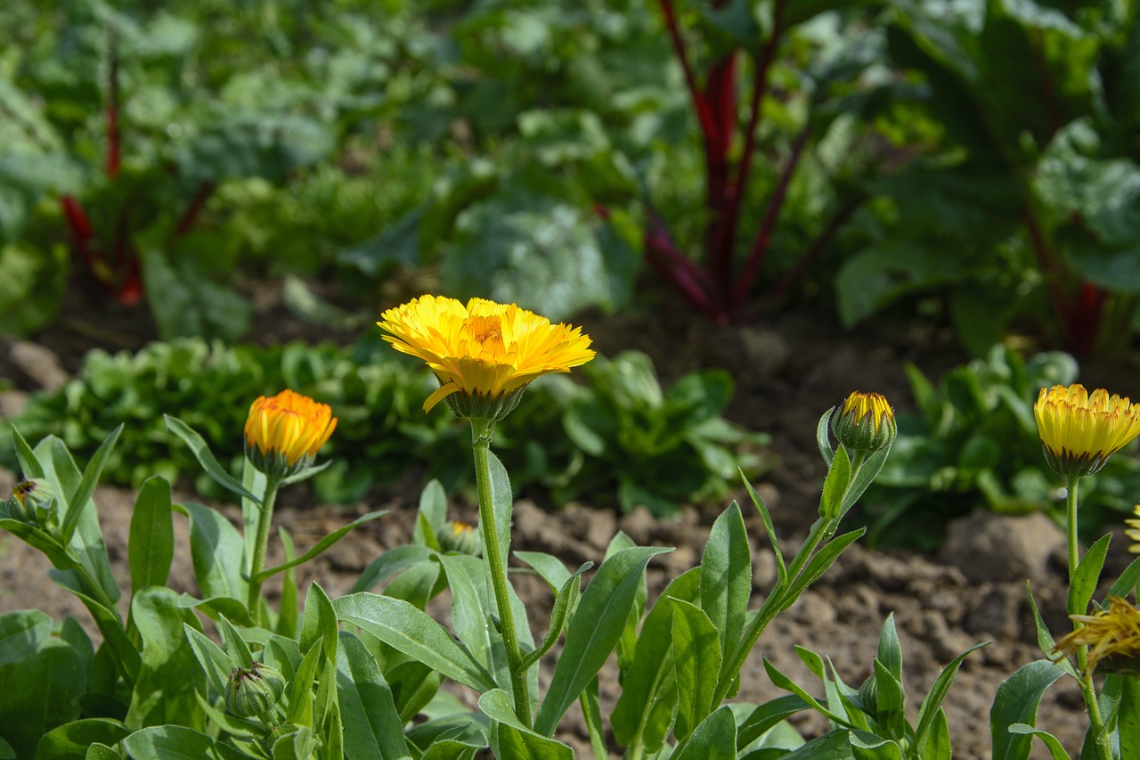marigold  vegetable growing  garden free photo