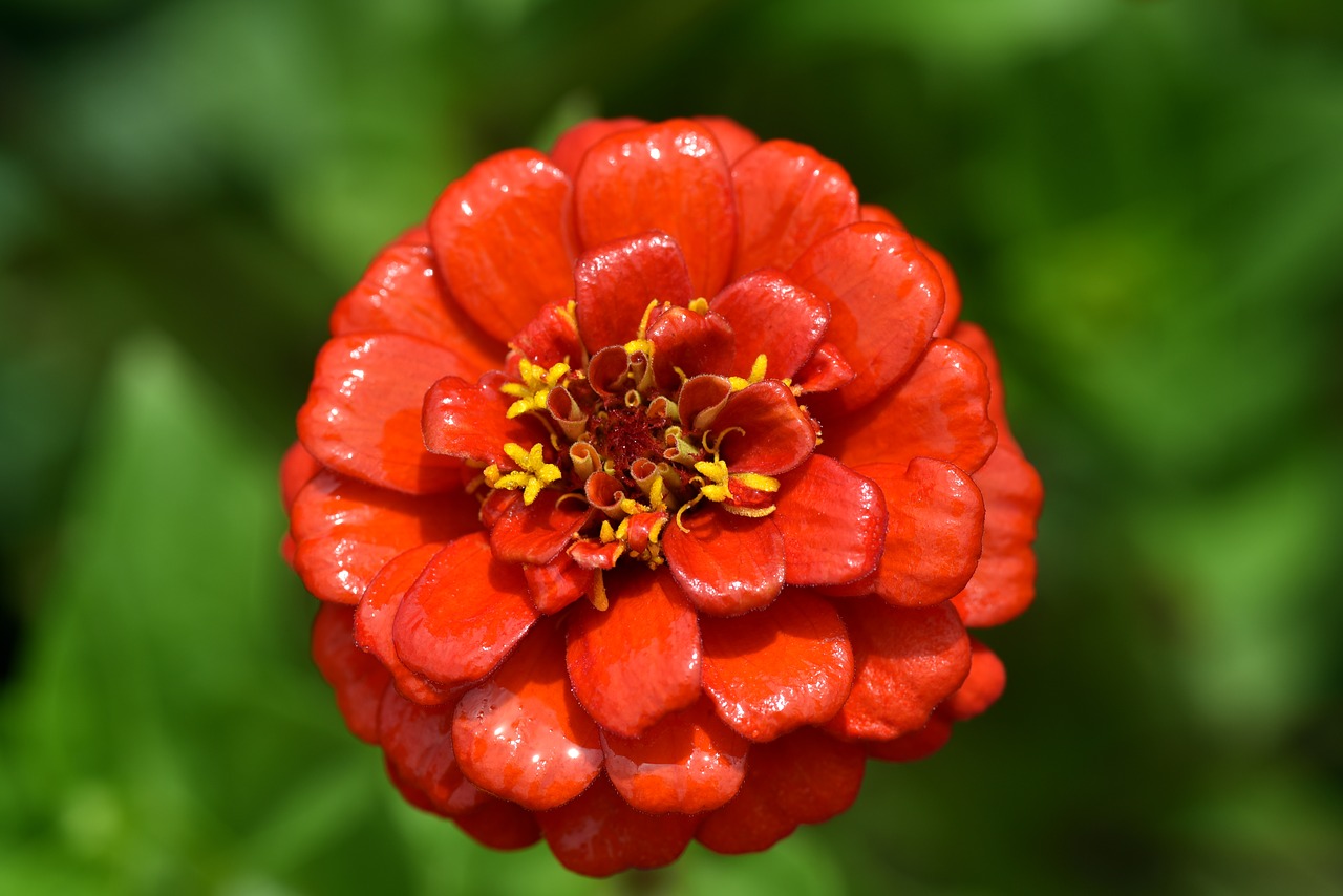 marigold  orange  blossom free photo