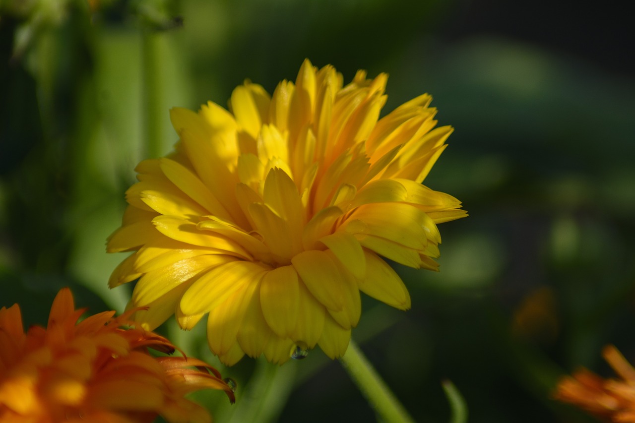 marigold  garden  gardening free photo