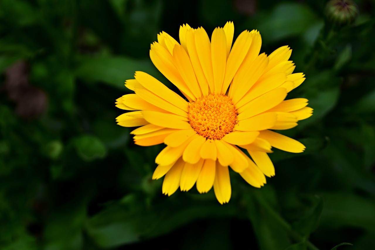 marigold  flower  yellow flower free photo