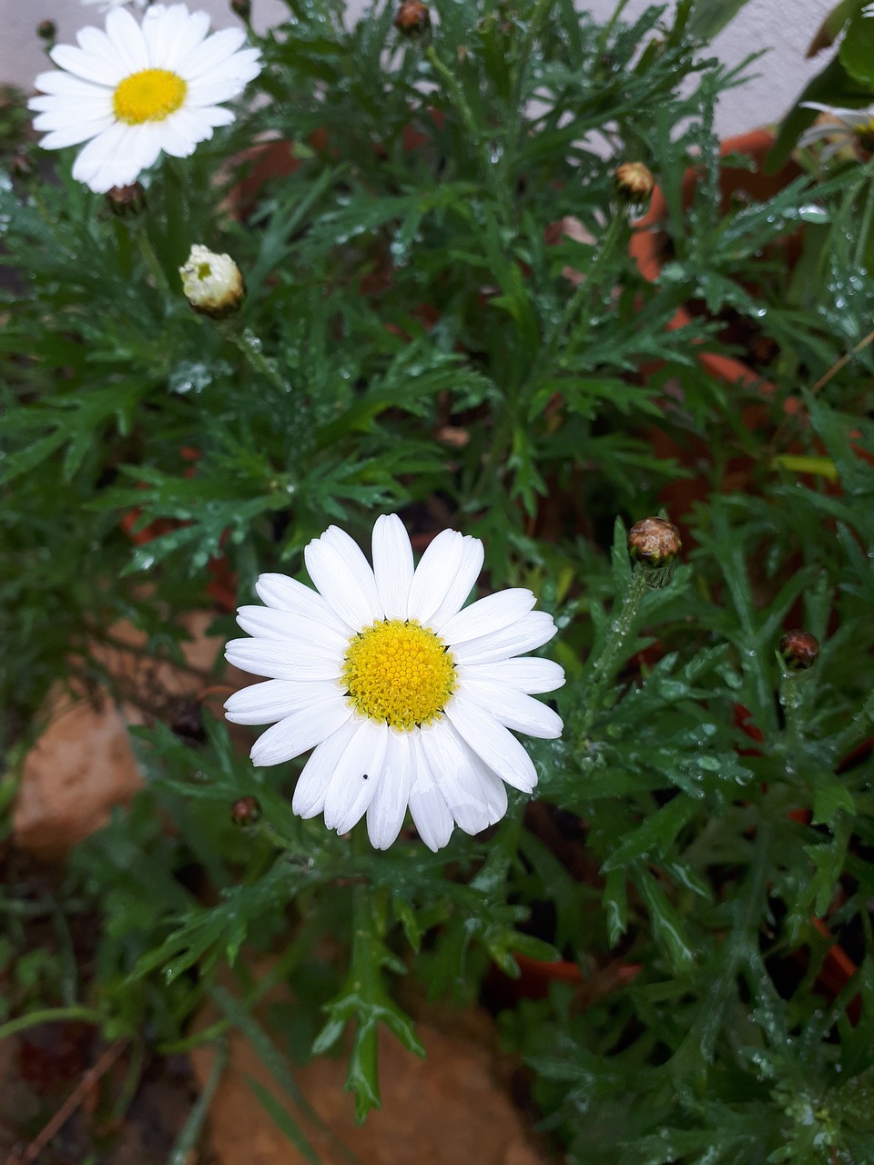 marigold  garden  flowers free photo