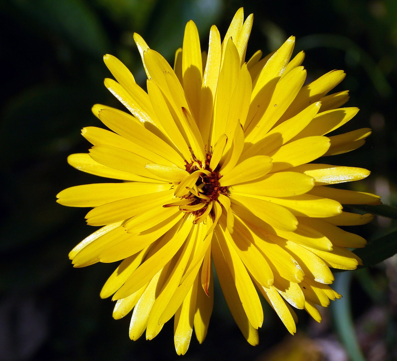 marigold  summer flower  petals free photo