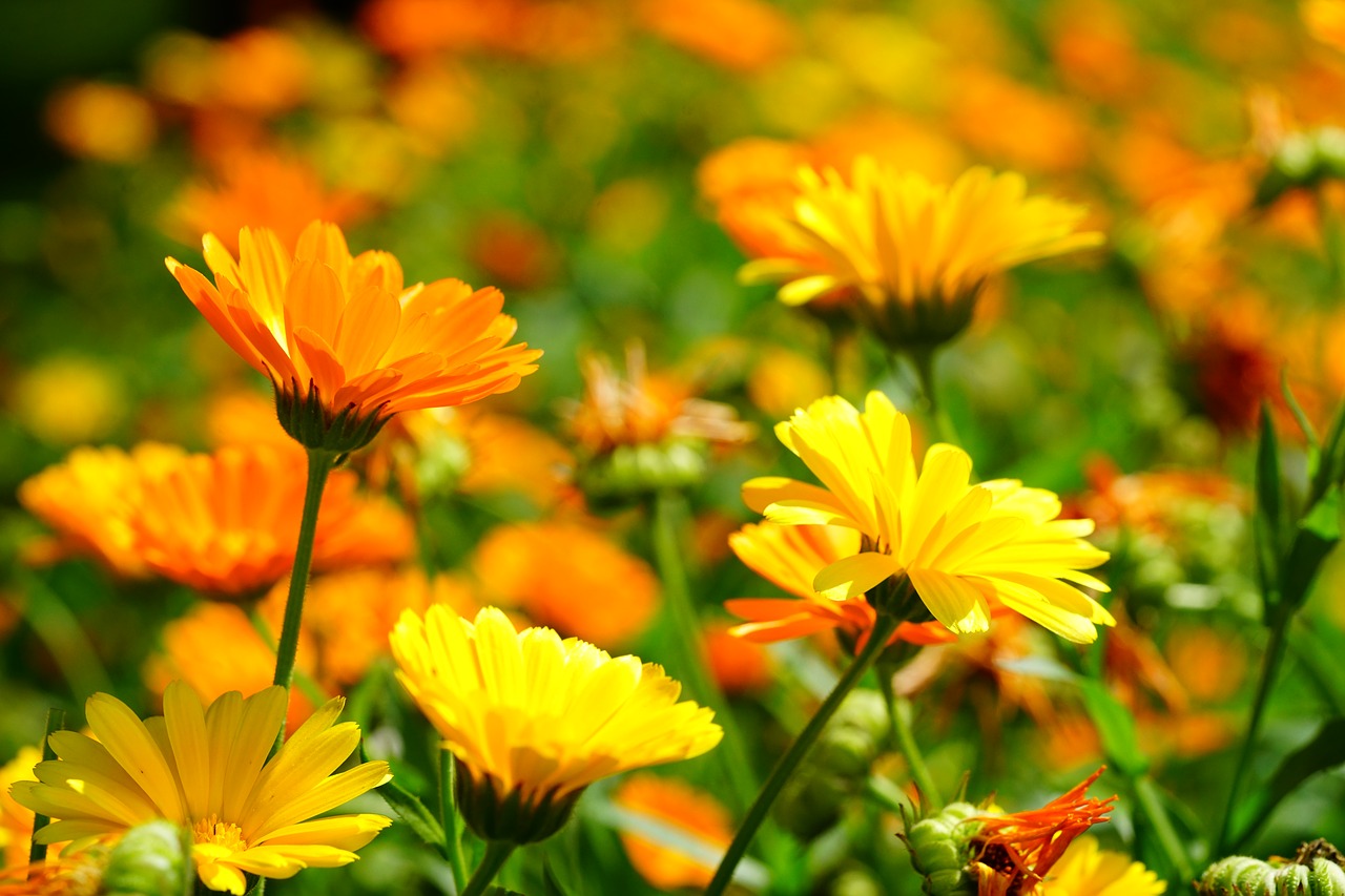 marigold  flower  blossom free photo