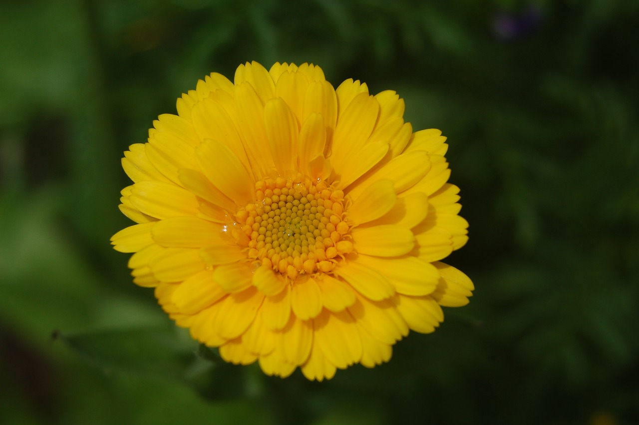 marigold  flower  yellow free photo