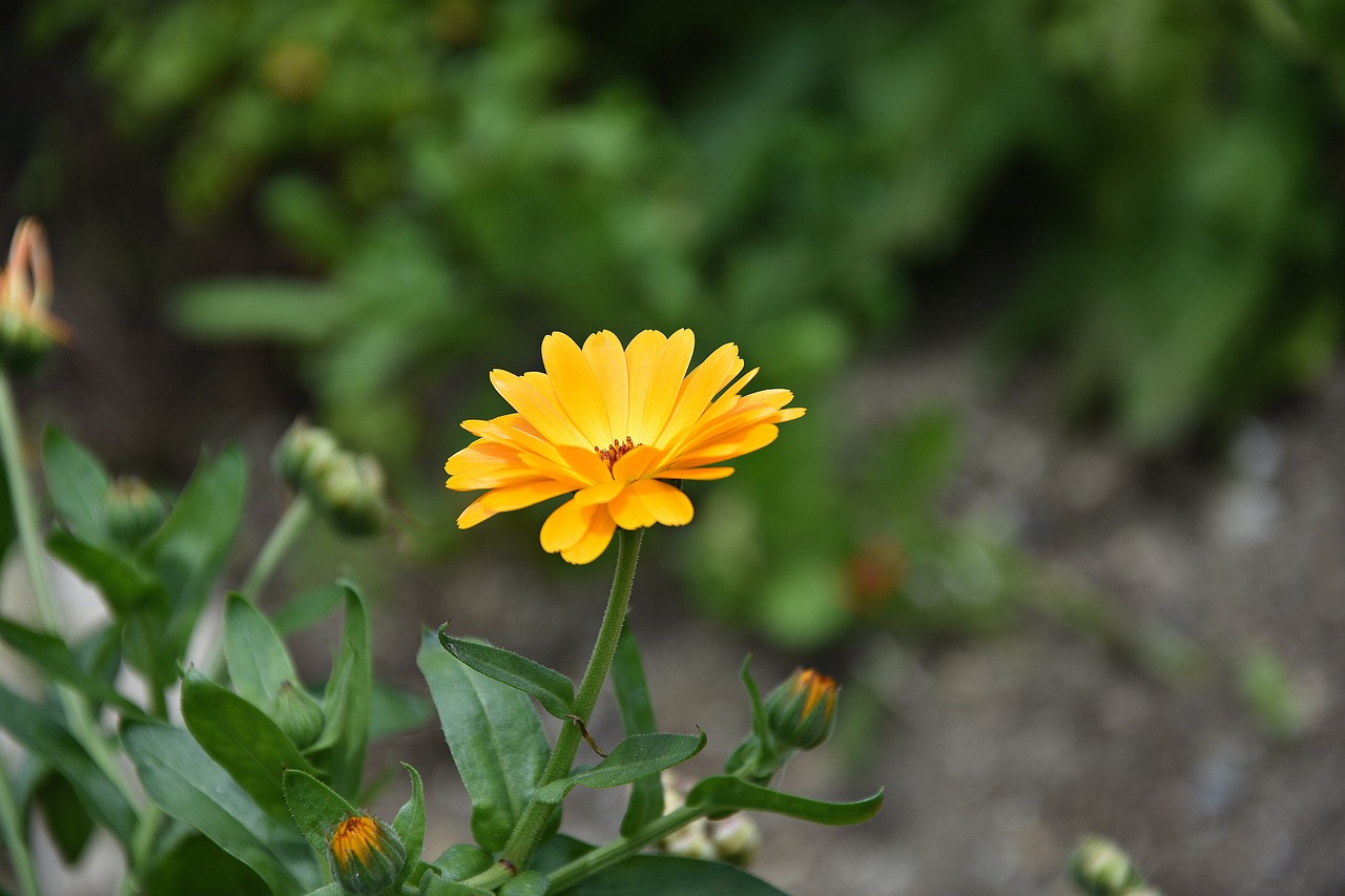 marigold  flower  medicinal plant free photo