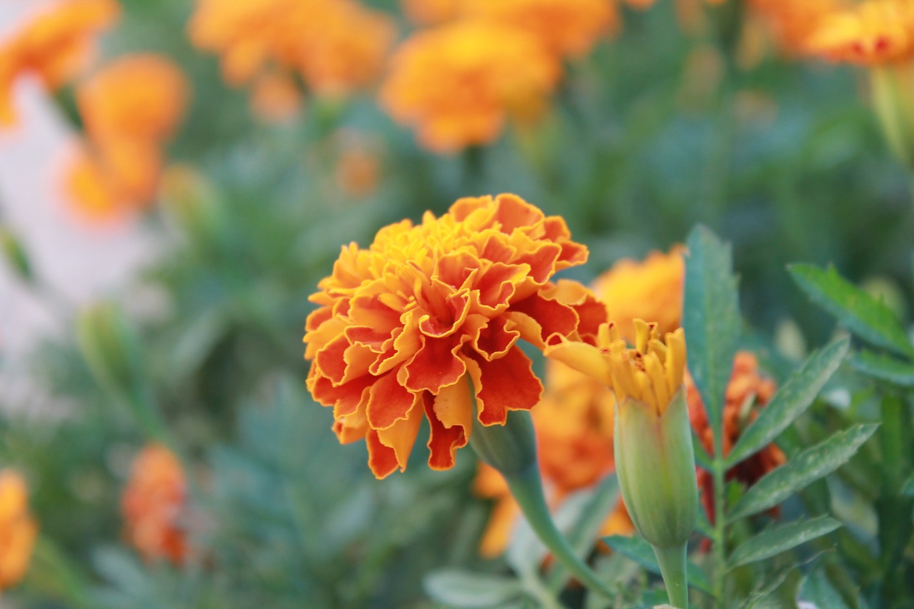 marigold  plant  blossom free photo