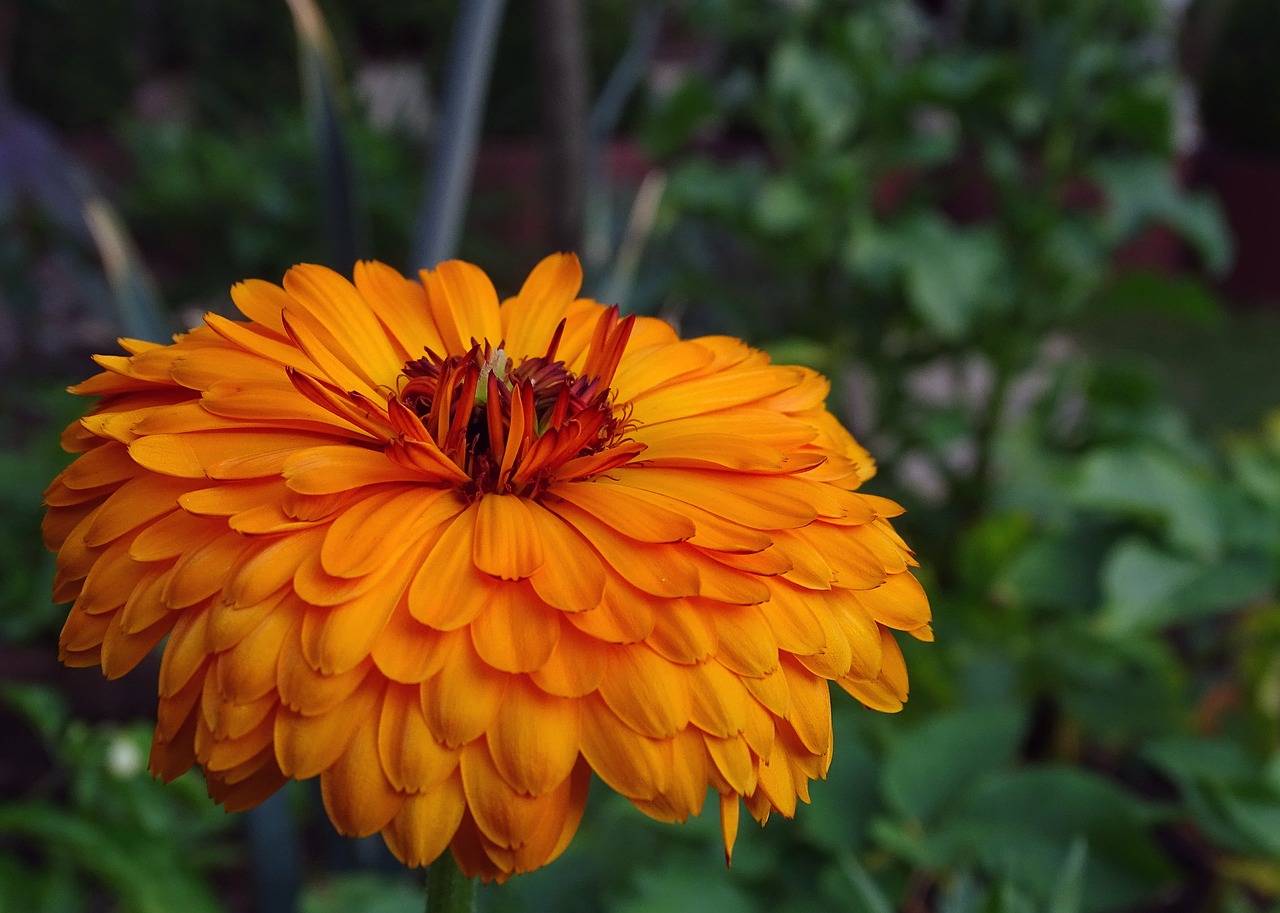 marigold  calendula  composites free photo