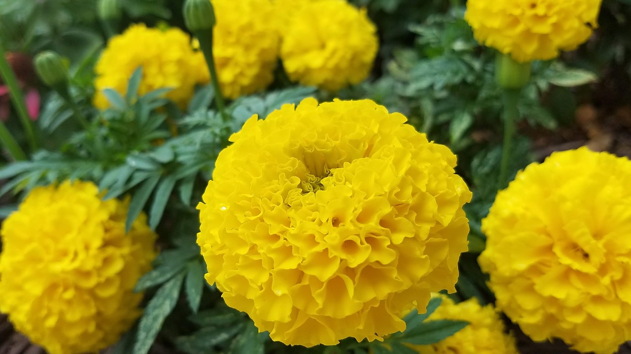 marigold  nature  bloom free photo