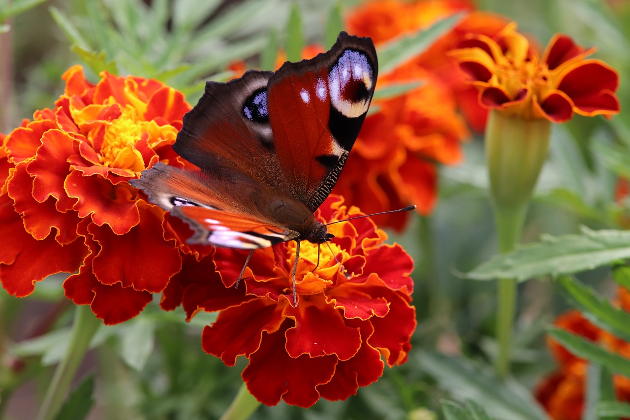 marigold  butterfly  peacock free photo