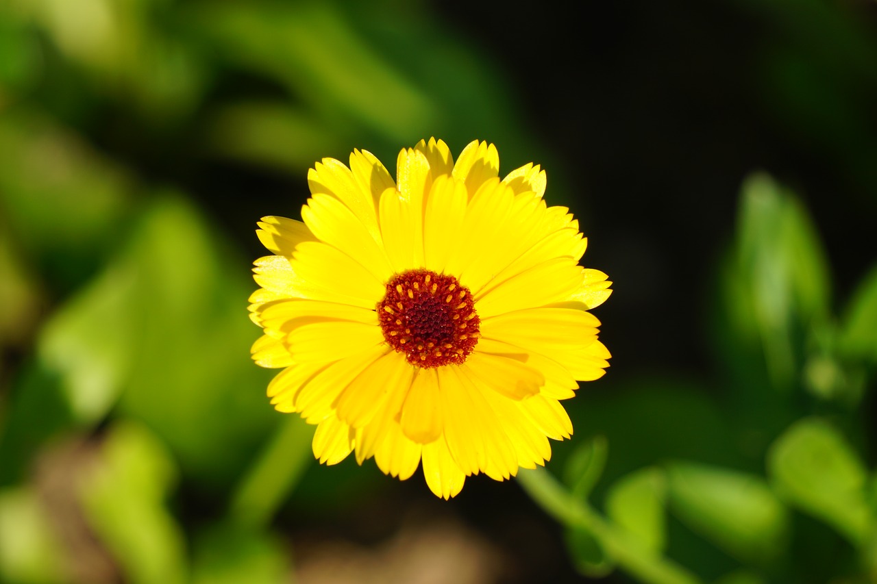 marigold  blossom  bloom free photo