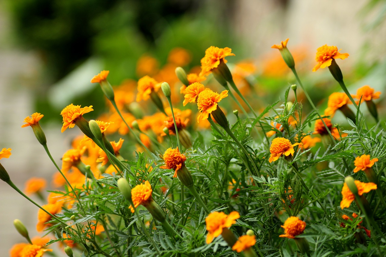 marigold  yellow flowers  summer free photo