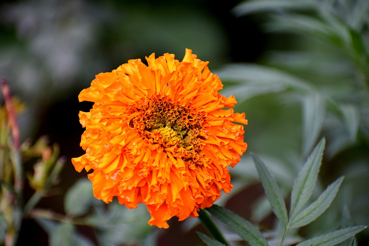 marigold  flower  bloom free photo