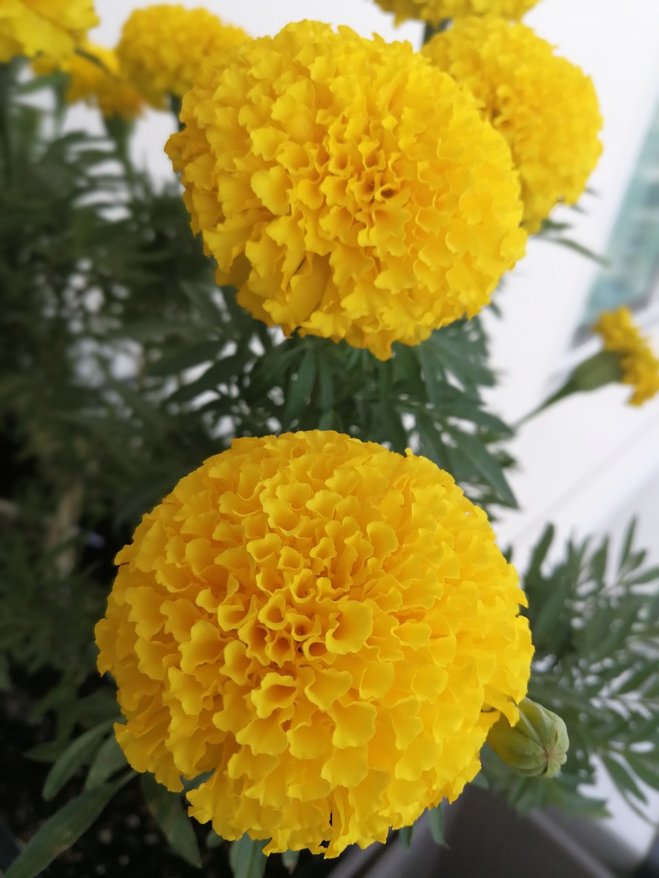 marigold  yellow flower  flowers free photo