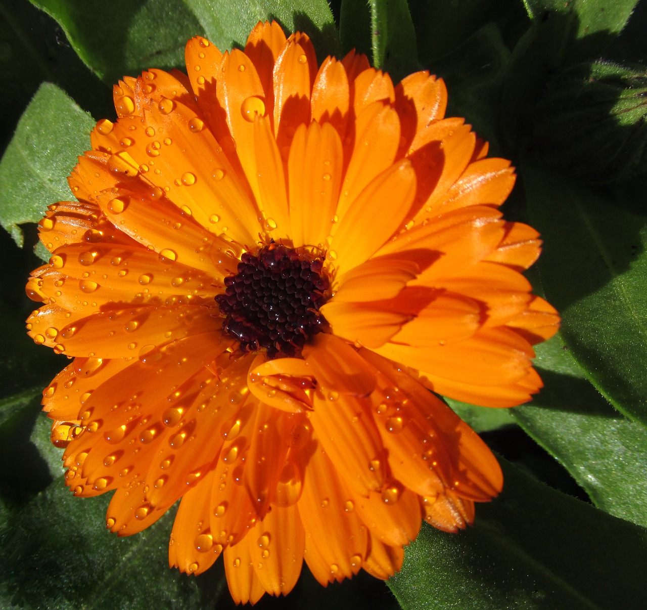 marigold  flower  rain drops free photo