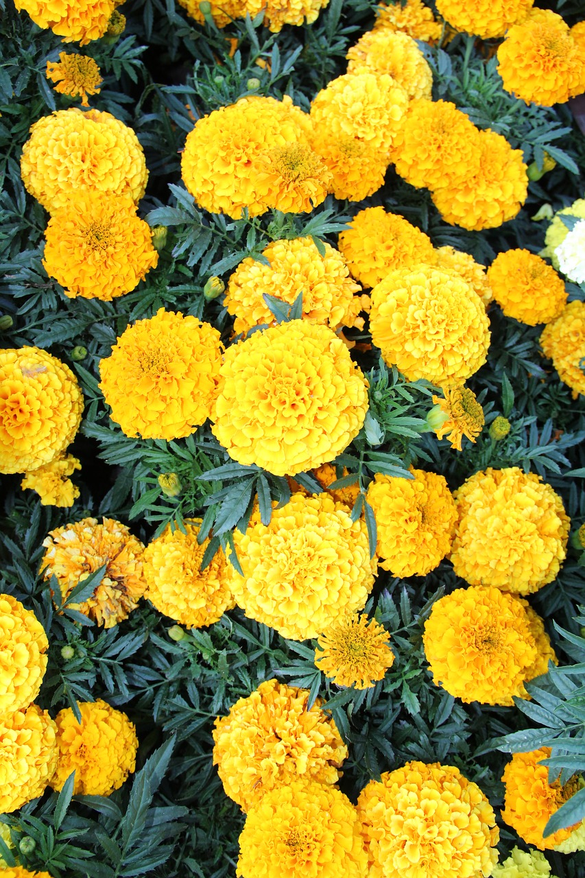 marigold  plant  flowers free photo