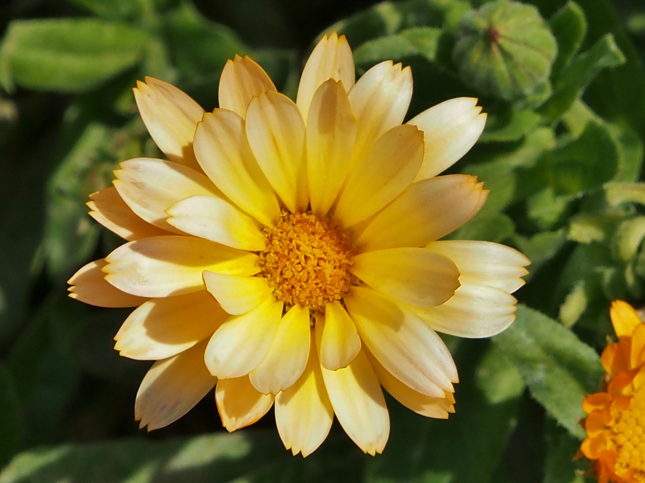 marigold  yellow flower  summer flower free photo