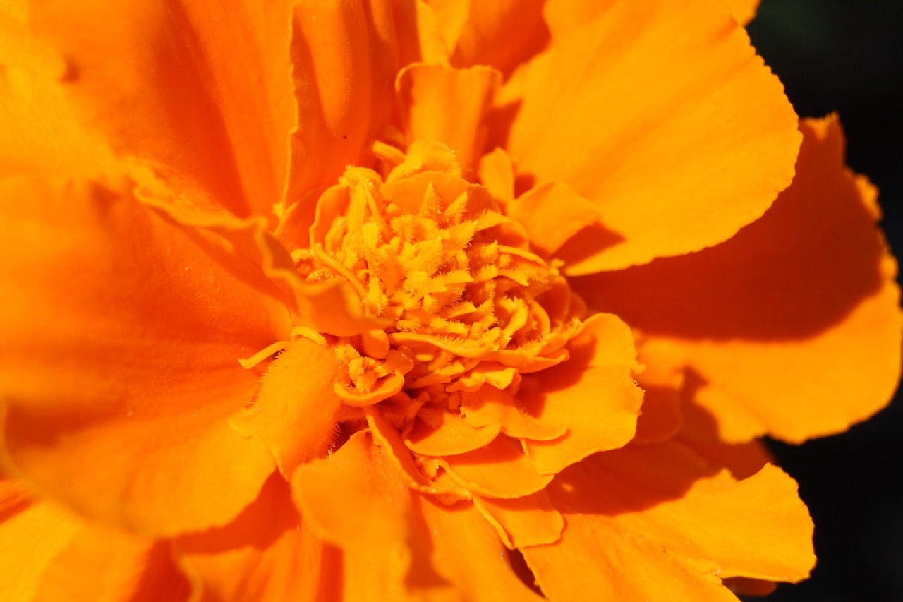 marigold  flower  orange free photo