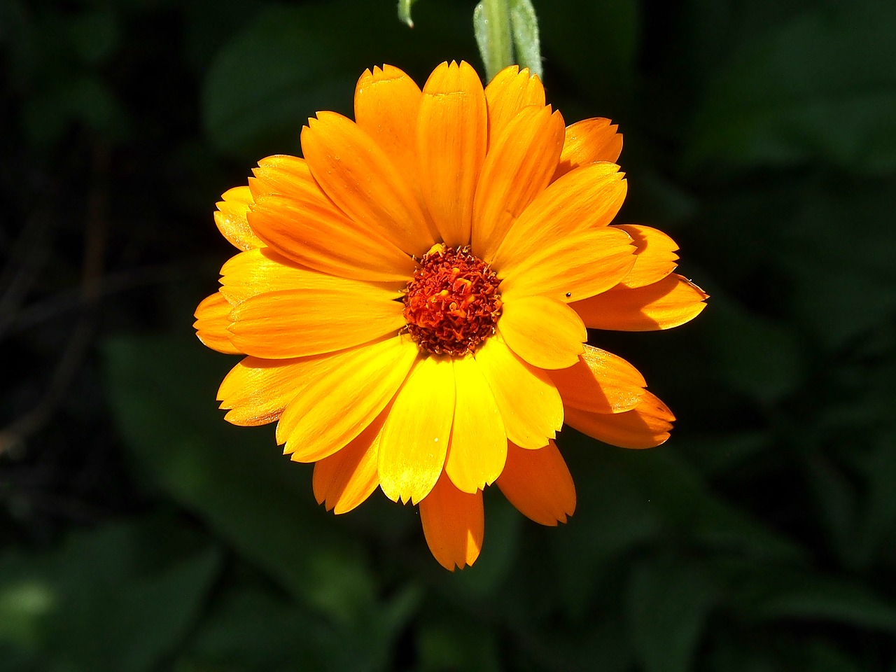 marigold  yellow  blossom free photo