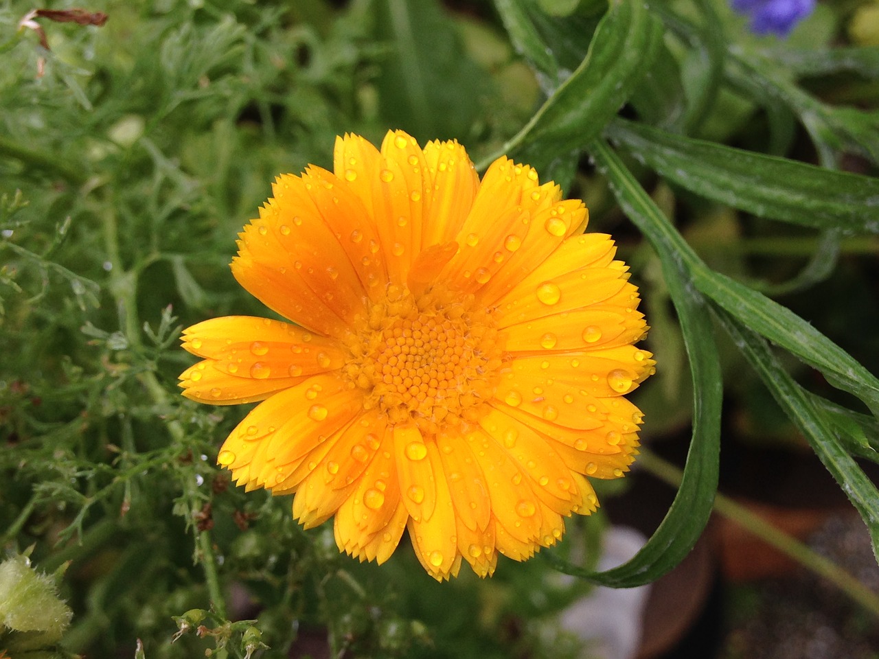 marigold  plant  yellow free photo