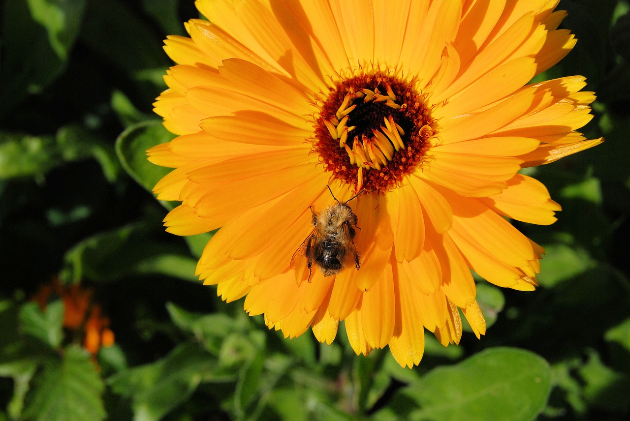 marigold calendula flower free photo