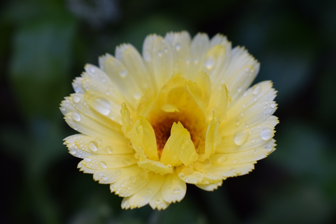 marigold  blossom  bloom free photo