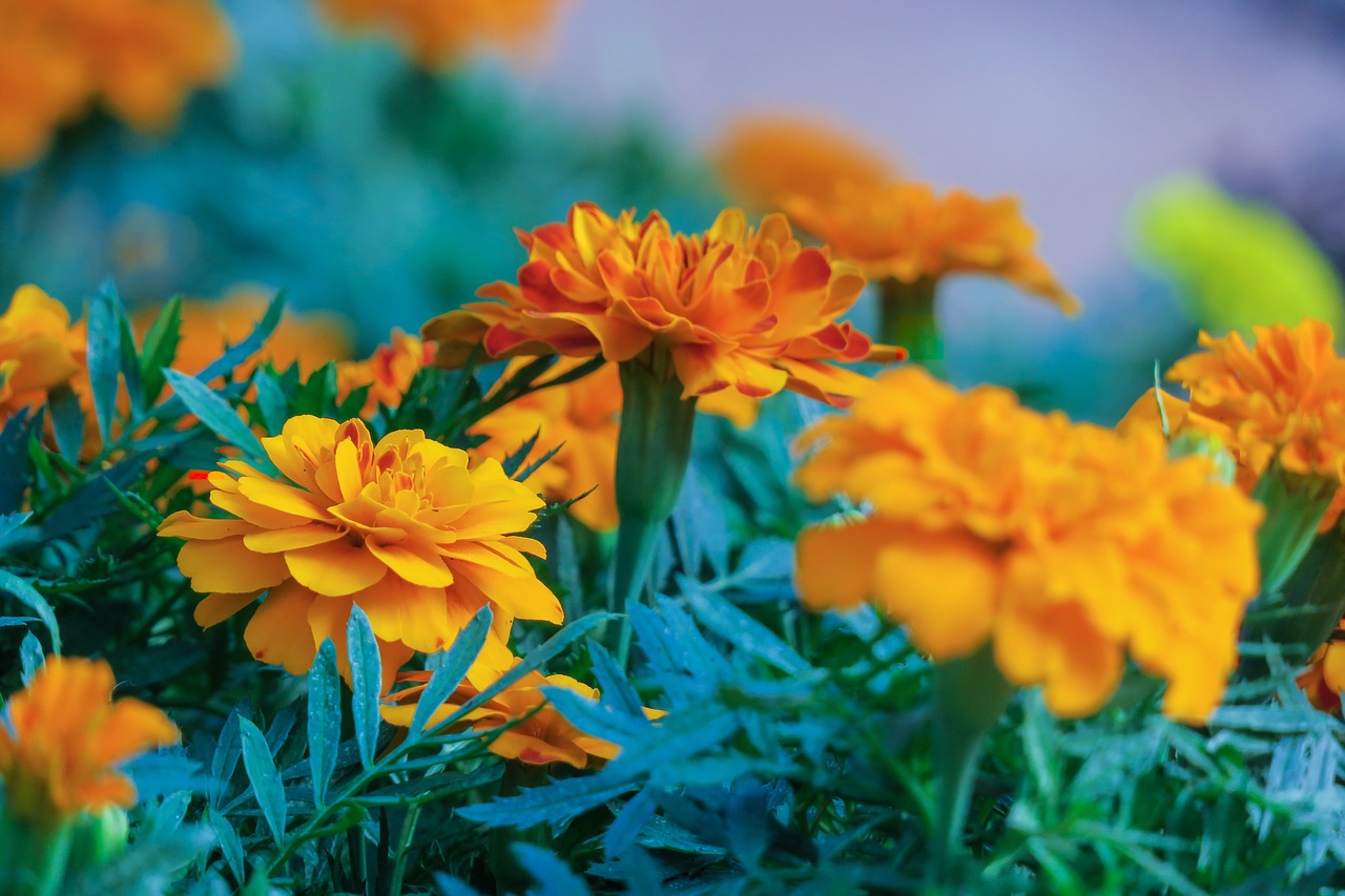 marigold  orange  plant free photo