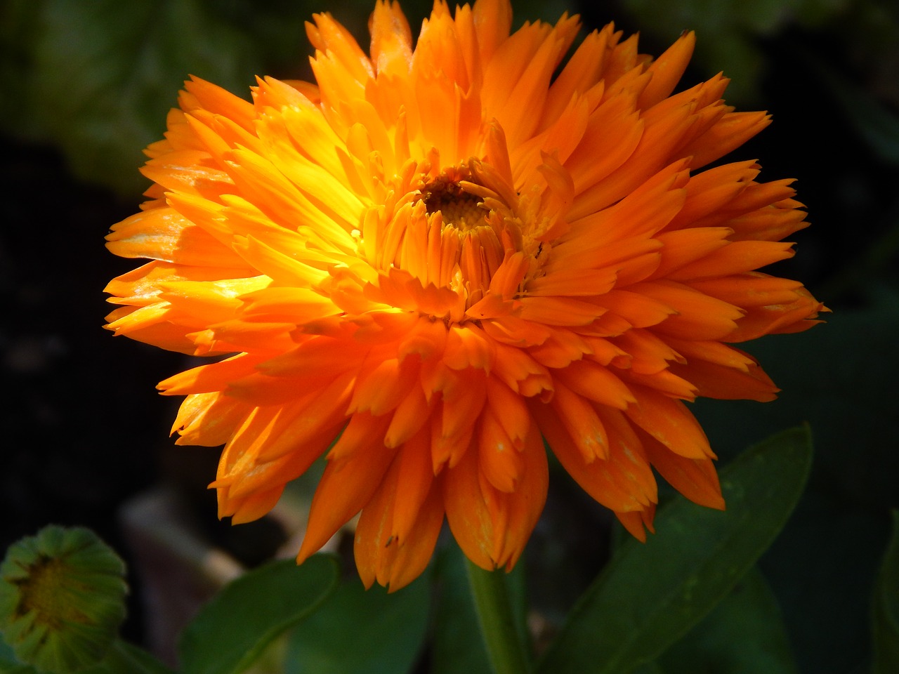 marigold  blossom  bloom free photo
