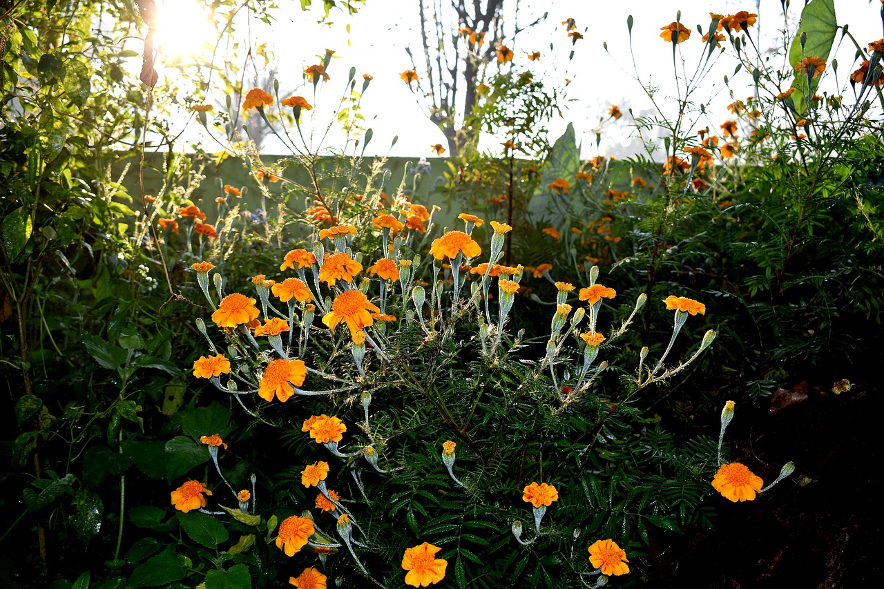 marigold  flowers  nature free photo