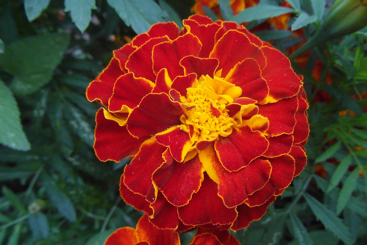 marigold  flower  garden free photo