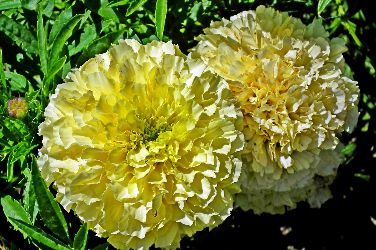 marigold  flowers  garden free photo