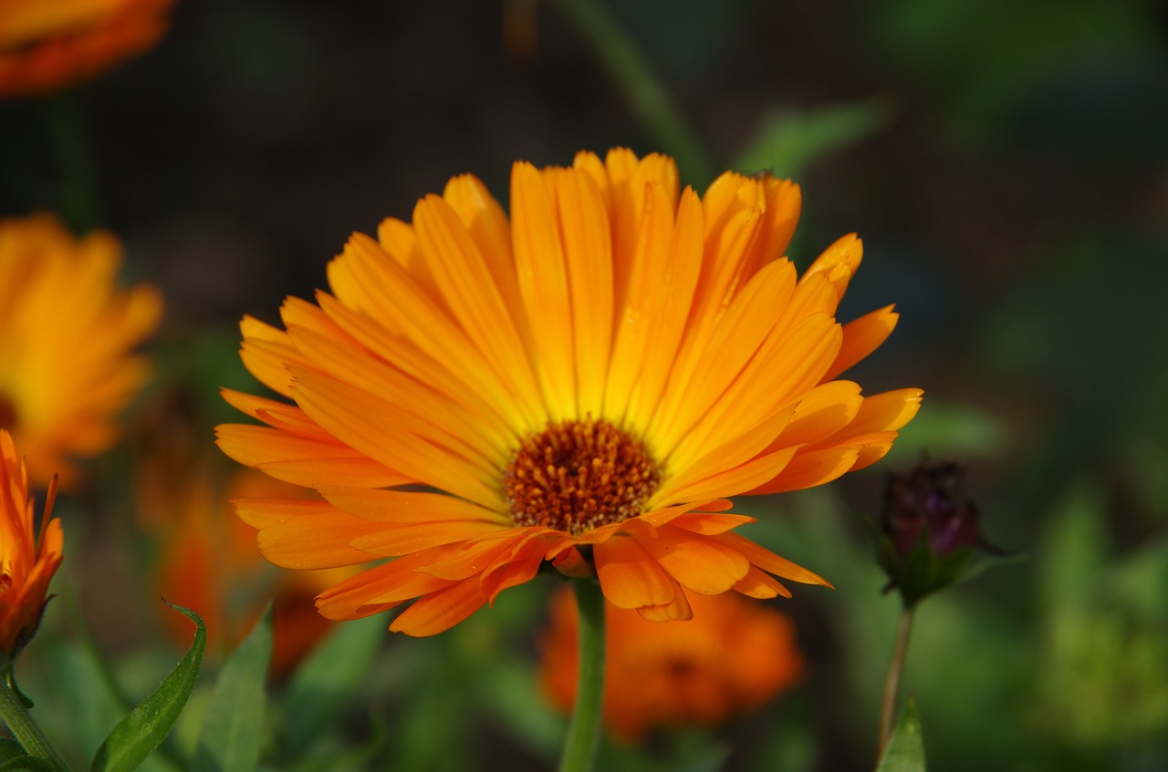 marigold  orange  garden free photo