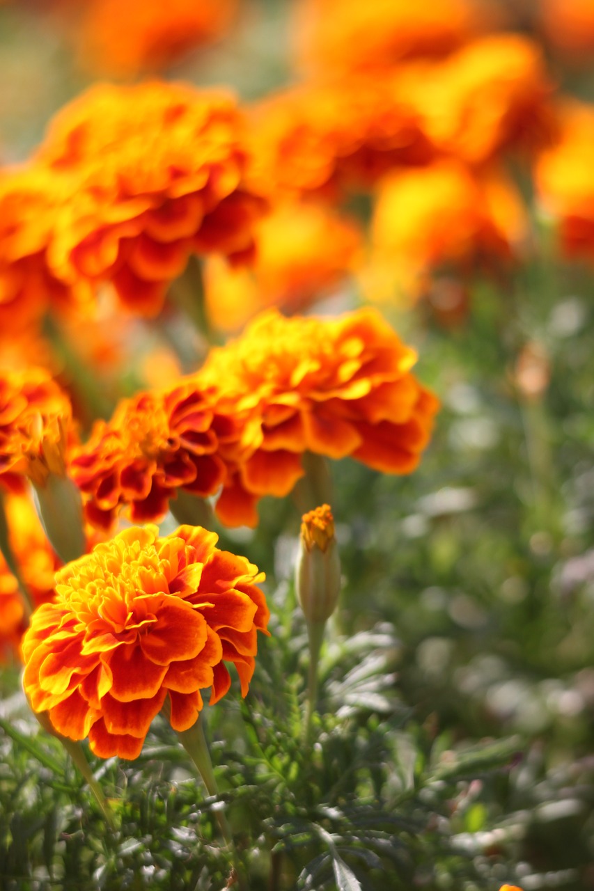 marigold  orange  blossom free photo