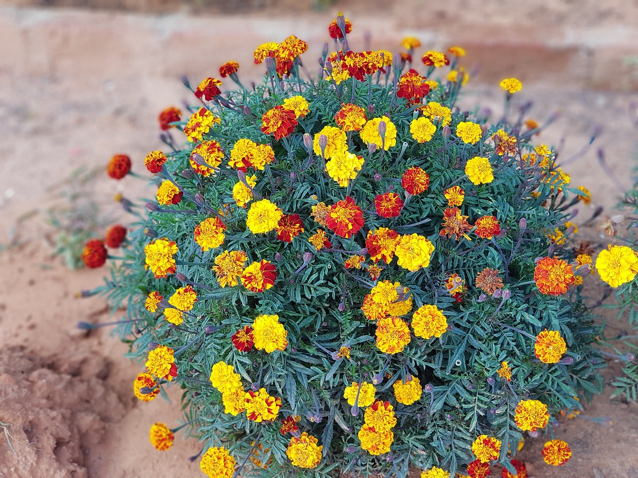 marigold  flower  color free photo