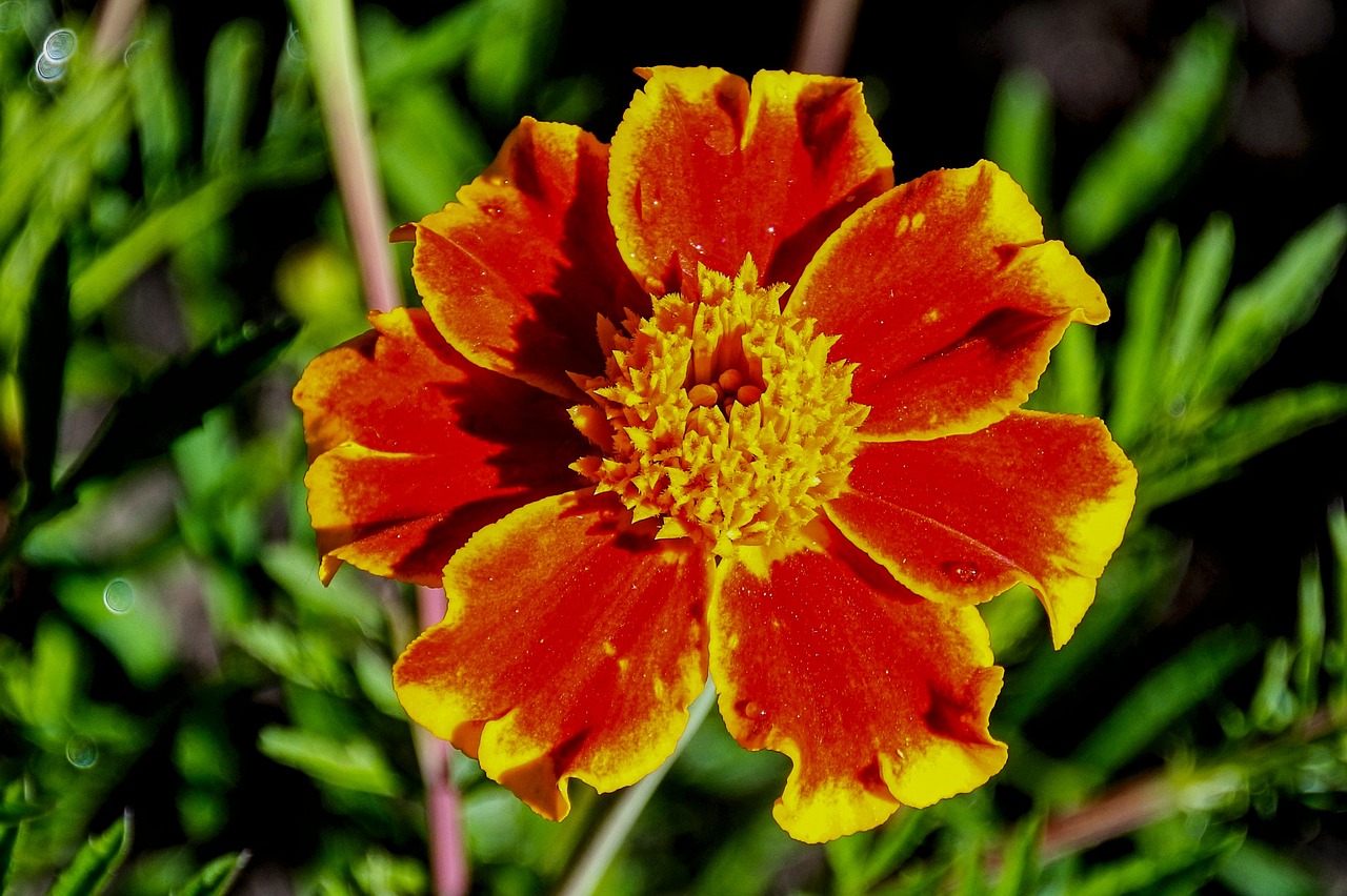 marigold  flower garden  nature free photo