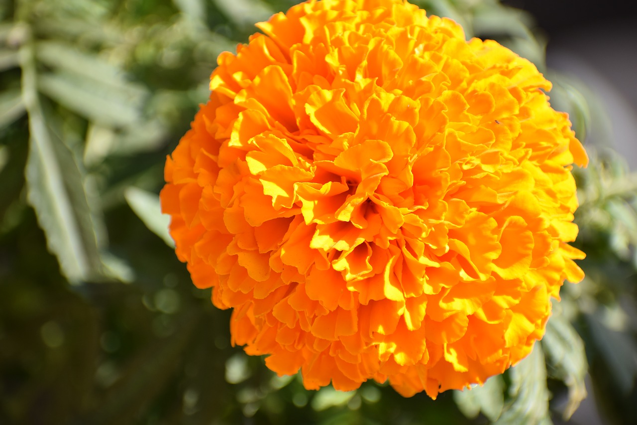 marigold  plant  garden free photo