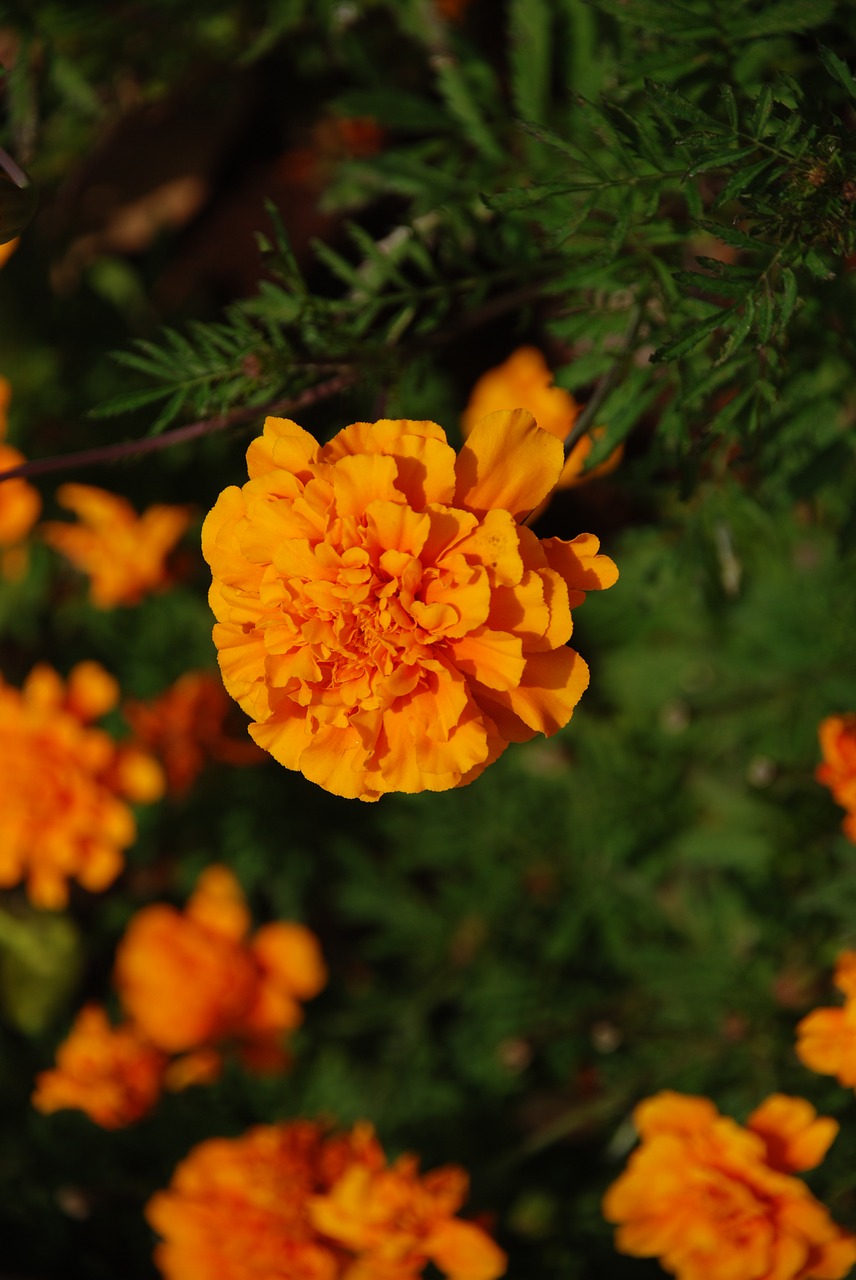 marigold  flower  garden free photo