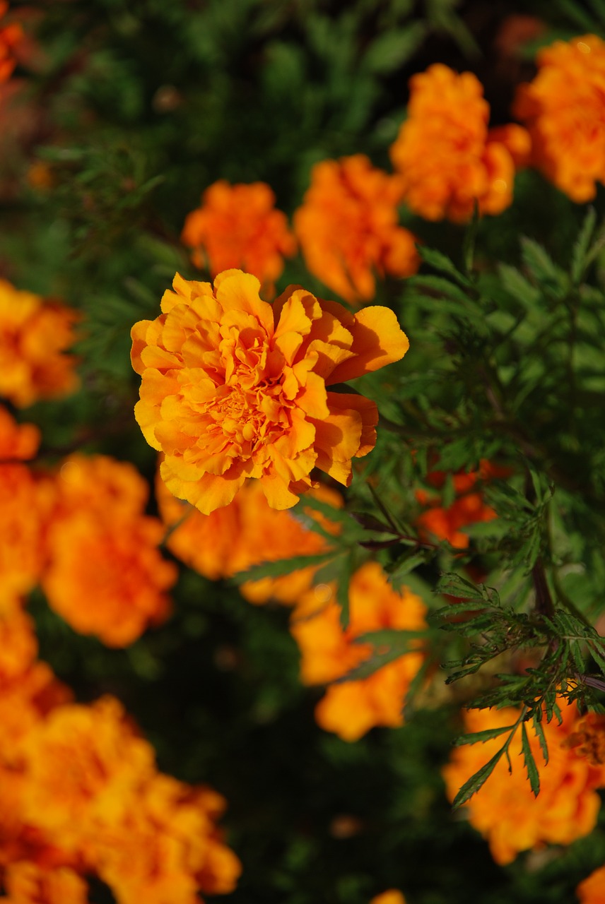marigold  flower  garden free photo