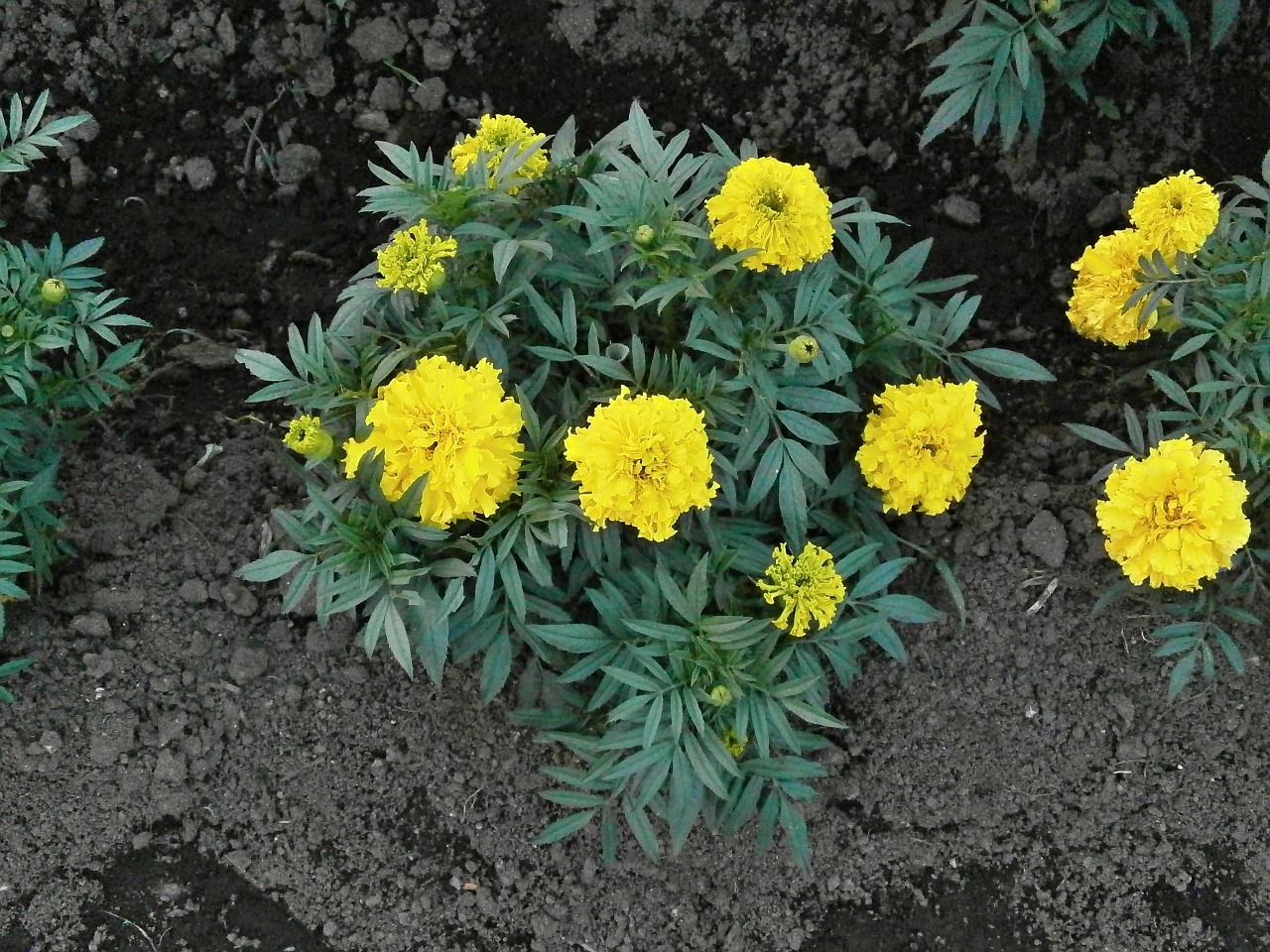 marigold yellow flowers summer flowers free photo