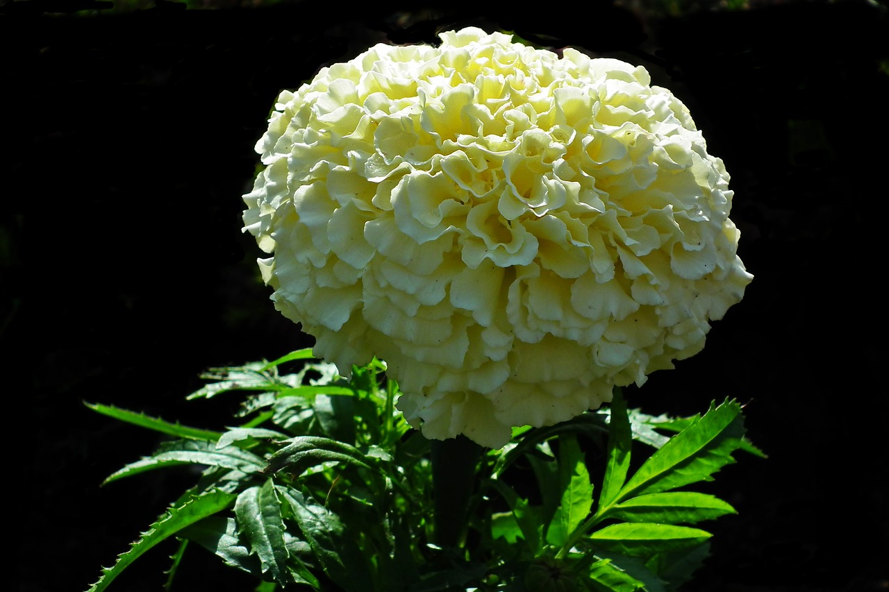 marigold  flower  spring free photo