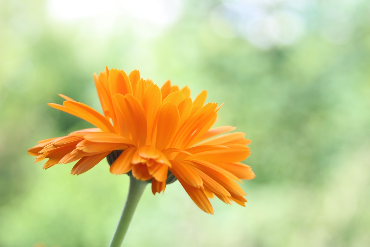 marigold  orange  plant free photo