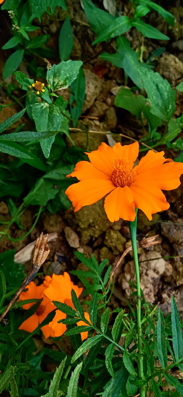 marigold  natural flower  nature free photo